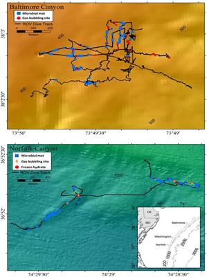 Distribution of Megabenthic Communities Under Contrasting Settings in Deep-Sea Cold Seeps Near Northwest Atlantic Canyons